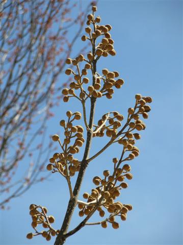 Picture of Paulownia tomentosa  Royal Paulownia or Empress Tree or Princess Tree