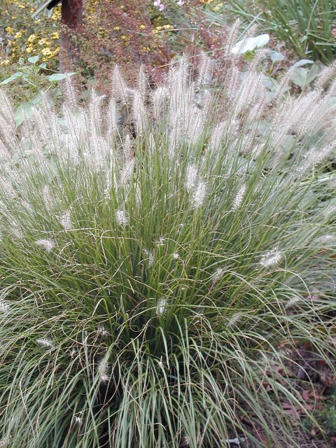 Picture of Pennisetum orientale  Oriental Fountain Grass