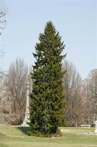 Picea orientalis piceaorientalis031909sg.jpg