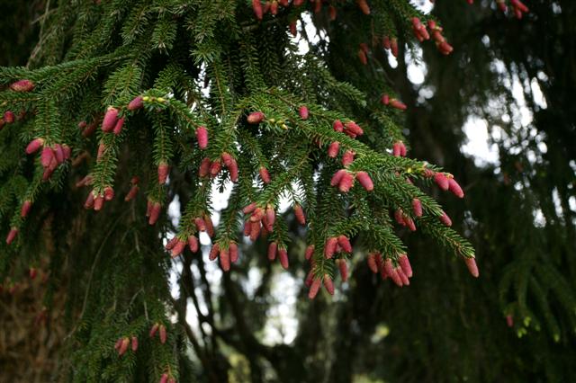 Picture of Picea orientalis  Oriental Spruce