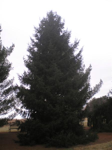 Picea orientalis piceaorientalisbernheim.jpg