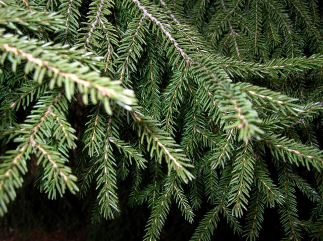 Picture of Picea orientalis  Oriental Spruce