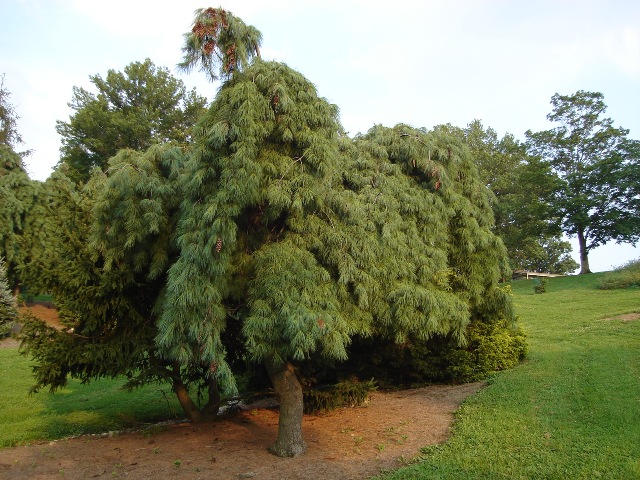 Picture of Pinus strobus 'Pendula' Weeping White Pine