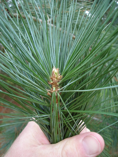 Picture of Pinus ayacahuite  Mexican White Pine