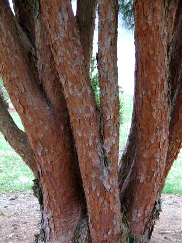 Picture of Pinus densiflora 'Umbraculifera' Tanyosho Pine