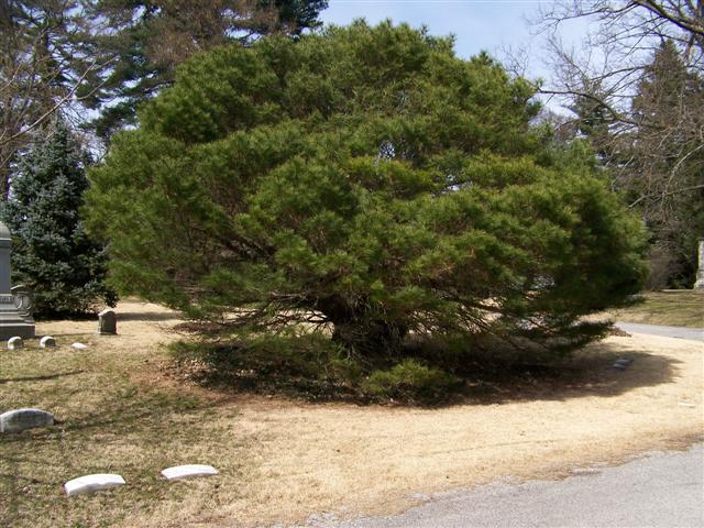 Pinus densiflora pinusdensifloraumbraculiferaspringgrove.jpg