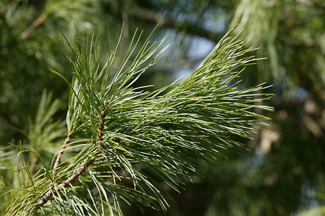 Picture of Pinus koraiensis  Korean Pine