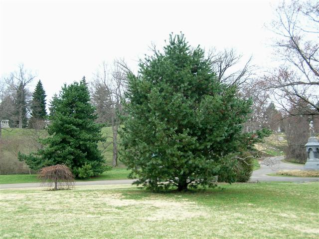 Pinus koraiensis pinuskorraiensis032207(Small).jpg