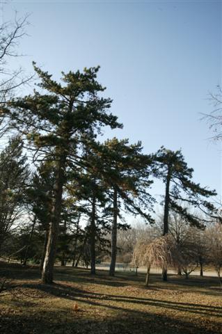 Pinus nigra pinusnigraaultpark.jpg
