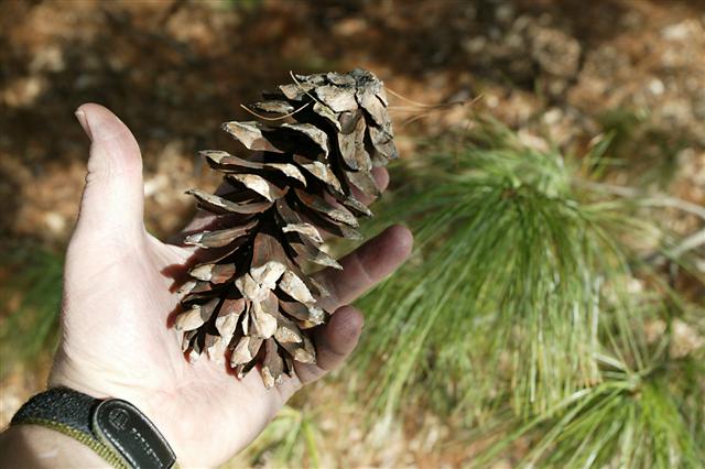 Picture of Pinus wallichiana  Himalayan Pine