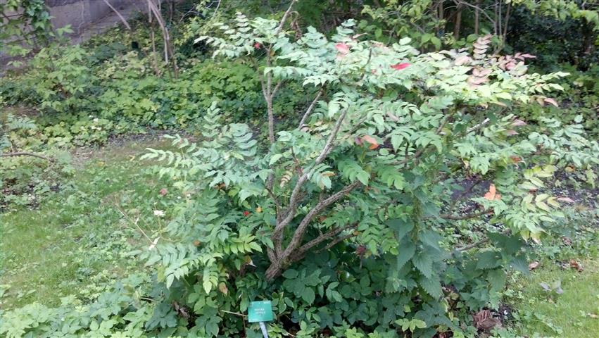 Mahonia japonica plantplacesimage020130819_155939.jpg