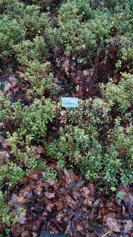 vaccinium vitus-idaea plantplacesimage020131228_063054.jpg