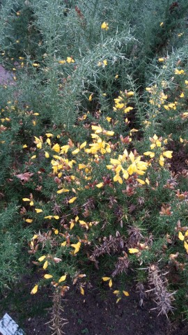 ulex europaeus plantplacesimage020131228_064006.jpg