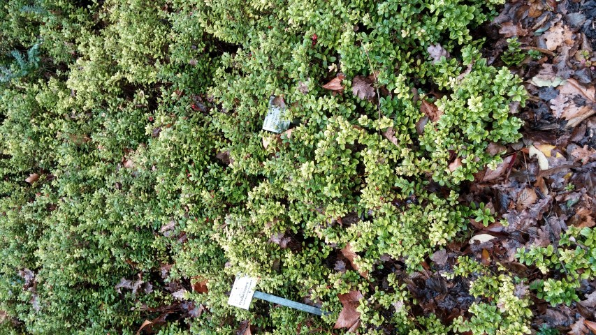 vaccinium vitus-idaea plantplacesimage020131228_064308.jpg