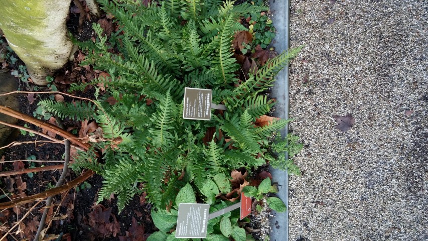 polypodium vulgare plantplacesimage020131229_065539.jpg