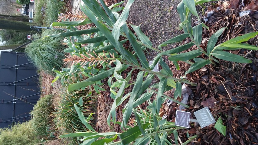 hystrix patula plantplacesimage020131229_065829.jpg
