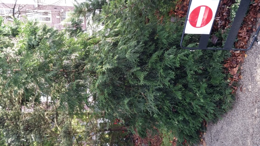 thujopsis dolobrata plantplacesimage020131229_071931.jpg