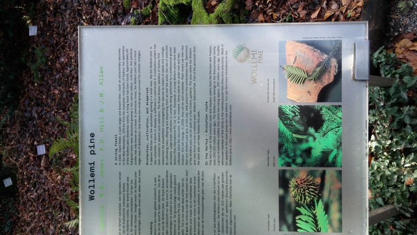 wollemia nobilis plantplacesimage020131229_072247.jpg