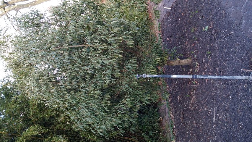 neolitsia sericea plantplacesimage020131229_074808.jpg