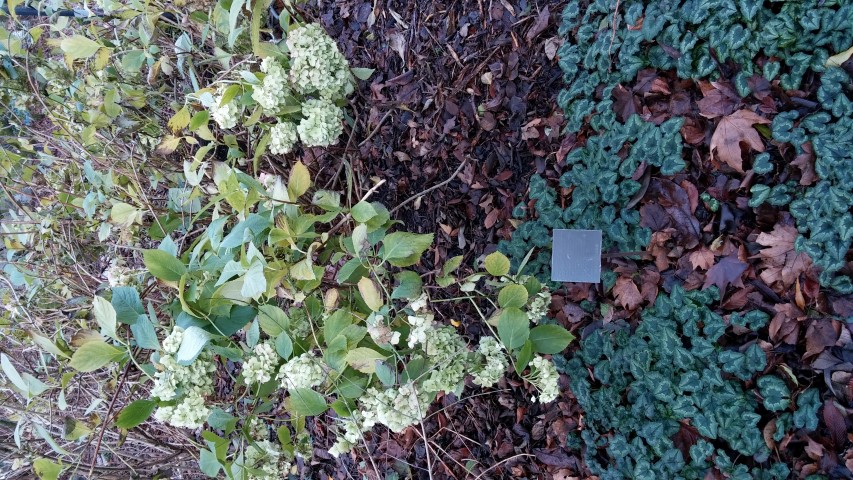 Hydrangea macrophylla plantplacesimage020131229_082137.jpg