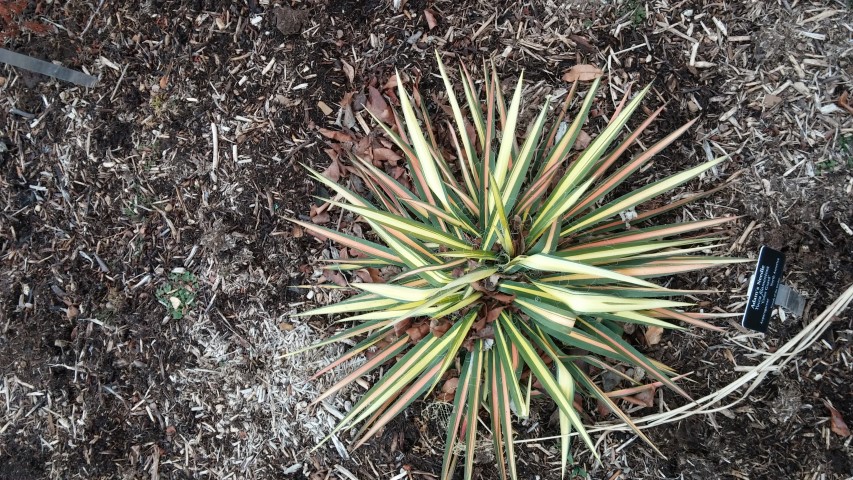 Yucca filamentosa plantplacesimage020140305_171354.jpg