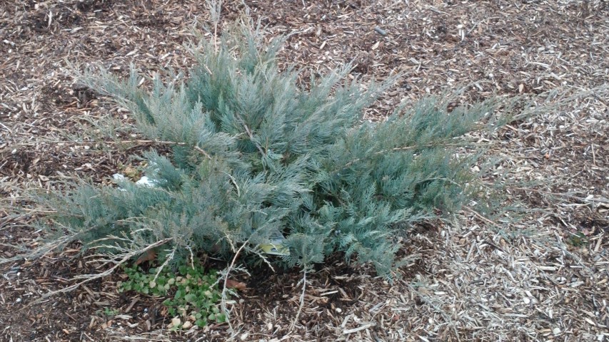 Juniperus virginiana plantplacesimage020140305_174059.jpg