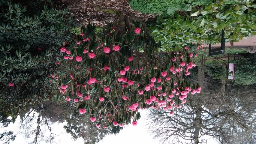 Rhododendron lanigerum plantplacesimage020140317_214520.jpg