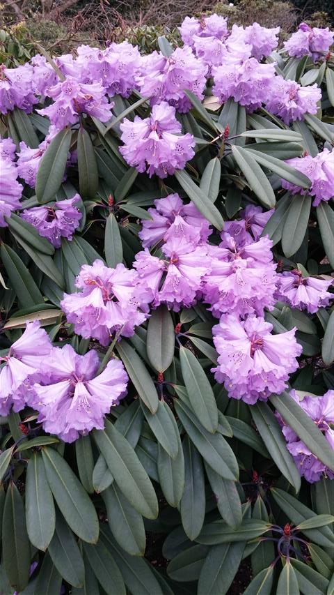 Rhododendron davidii plantplacesimage020140317_214734.jpg