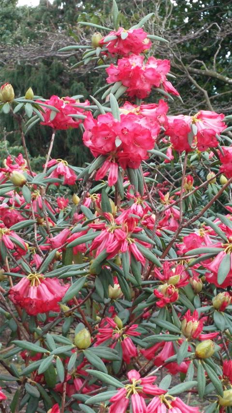 Rhododendron neriiflorum plantplacesimage020140317_215411.jpg