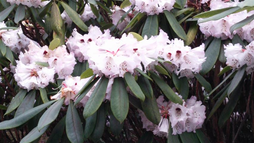 Rhododendron praevernum plantplacesimage020140317_220018.jpg