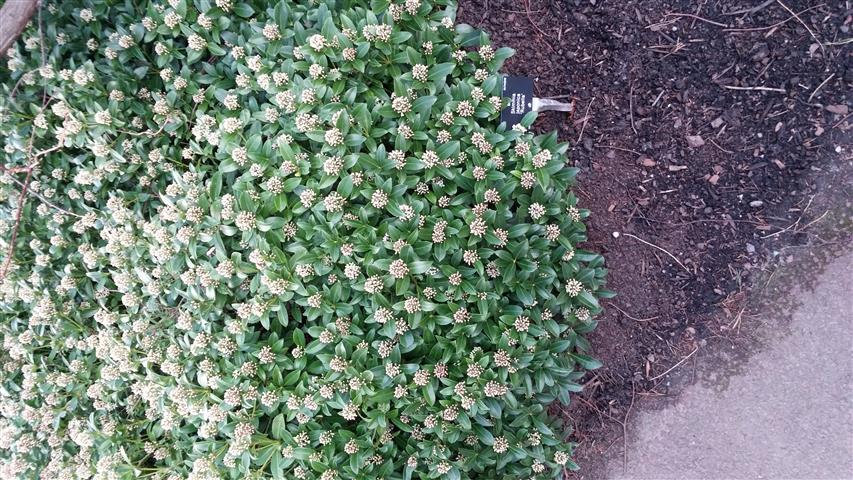 skimmia japonica plantplacesimage020140317_225505.jpg