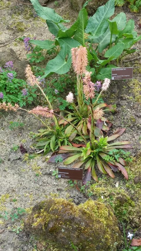 ypsilandra thibetica plantplacesimage020140322_153858.jpg