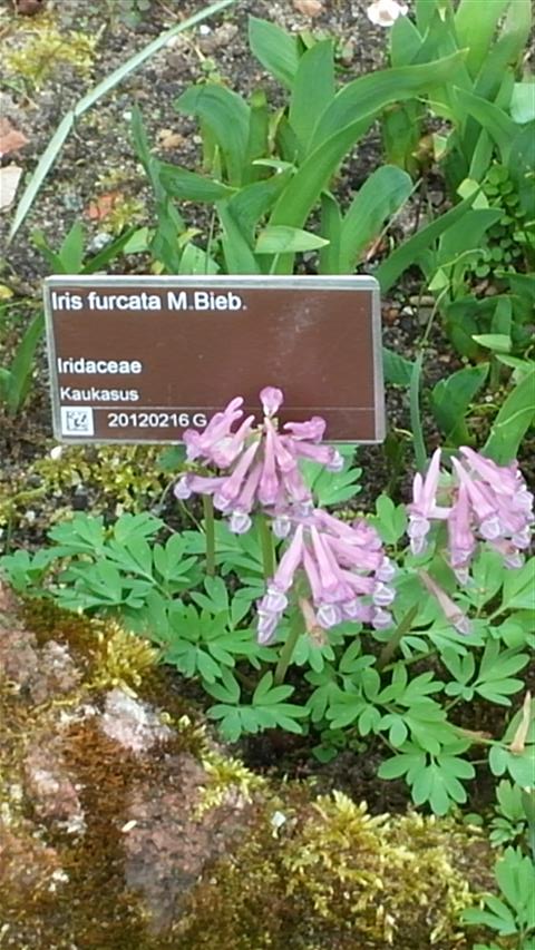 Iris furcata plantplacesimage020140322_154114.jpg