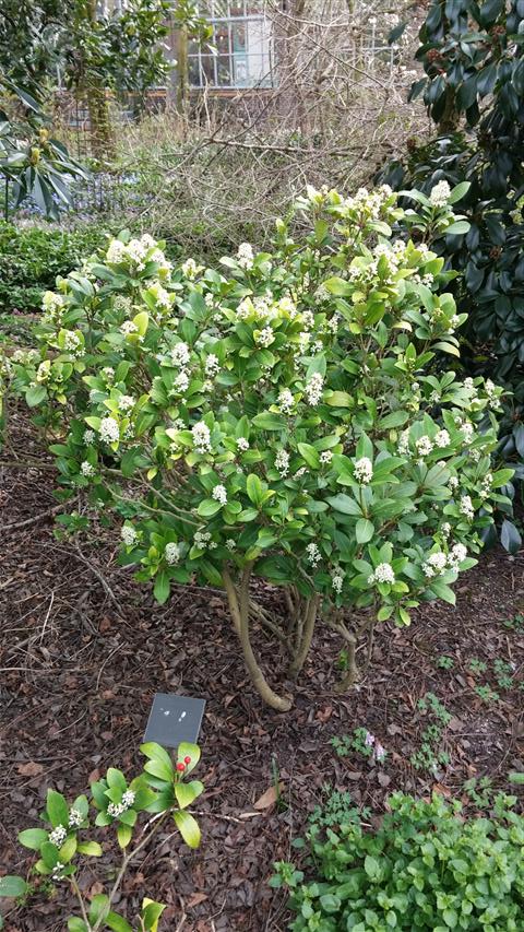skimmia japonica plantplacesimage020140322_154151.jpg