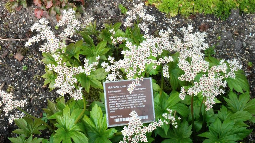 Mukdenia rossii plantplacesimage020140322_161158.jpg