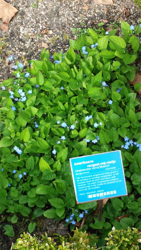 omphalodes Verna moench plantplacesimage020140322_161607.jpg