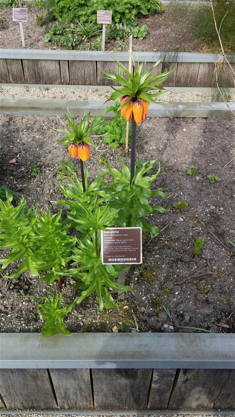 Meum athamanticum plantplacesimage020140322_162401.jpg