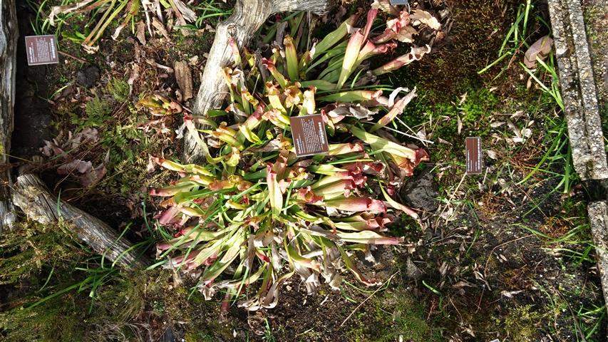sarracenia purpurea plantplacesimage020140322_165121.jpg