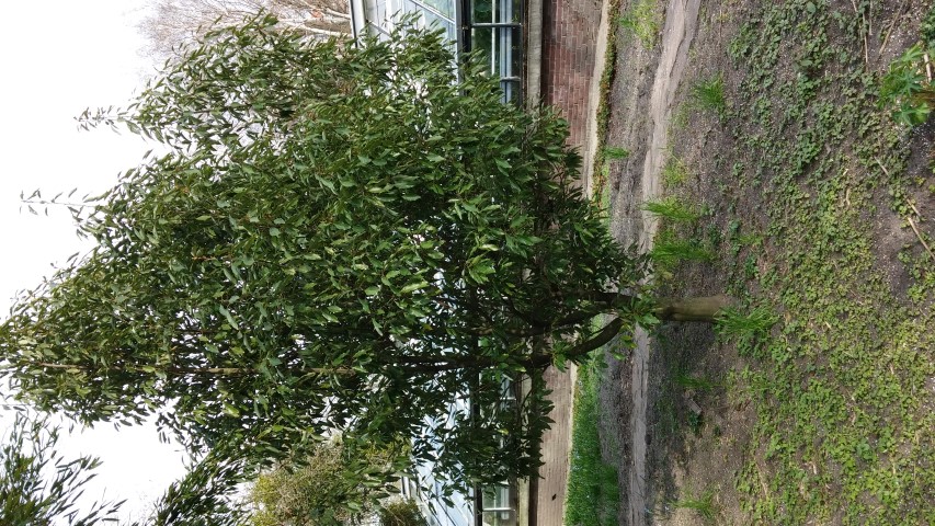 neolitsia sericea plantplacesimage020140322_165605.jpg