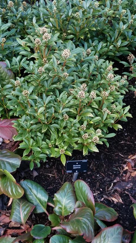 skimmia japonica plantplacesimage020140323_104312.jpg