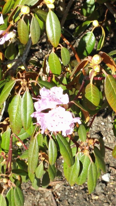 Rhododendron rubiginosum plantplacesimage020140323_104617.jpg