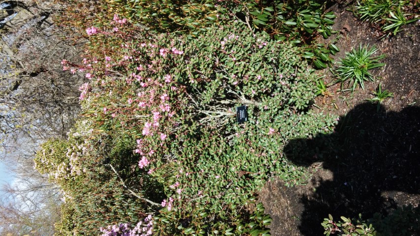 Rhododendron racemosum plantplacesimage020140323_104725.jpg