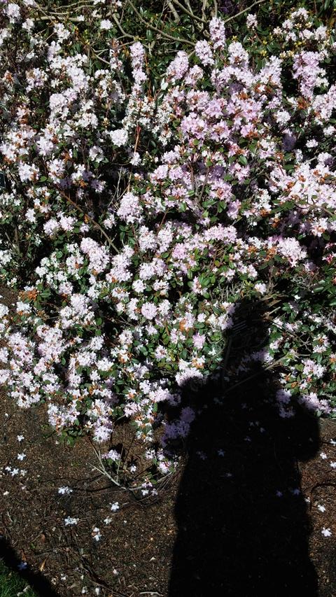 Rhododendron racemosum plantplacesimage020140323_105039.jpg