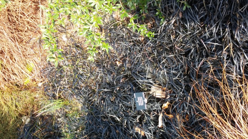 ophiopogon planiscapus plantplacesimage020140323_110135.jpg