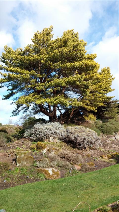 Pinus sylvestris plantplacesimage020140323_111726.jpg