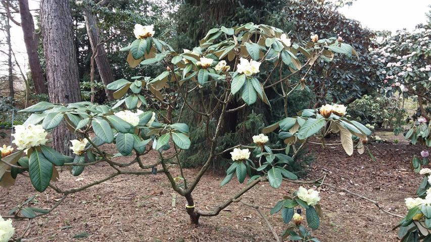 Rhododendron macabeatum plantplacesimage020140323_113449.jpg