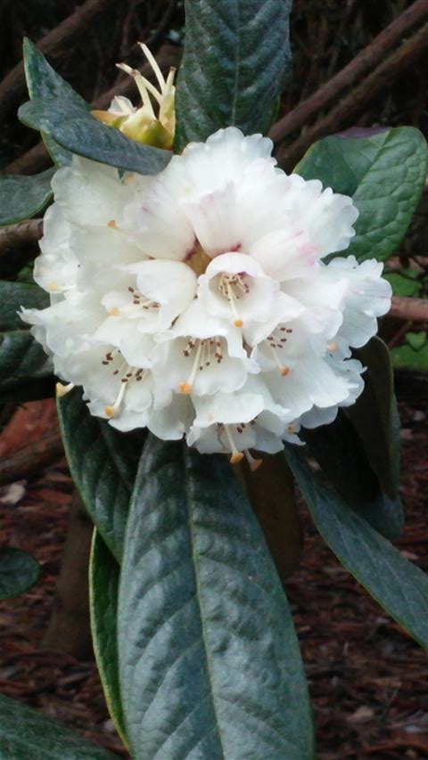 Rhododendron seminoies plantplacesimage020140323_113612.jpg