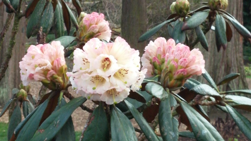 Rhododendron arizelum plantplacesimage020140323_113804.jpg