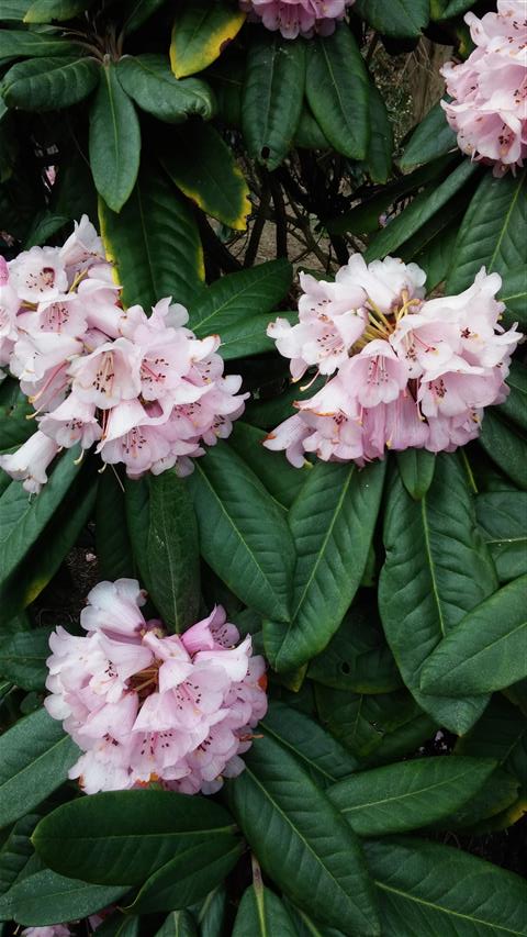 Rhododendron pudorosum plantplacesimage020140323_113952.jpg