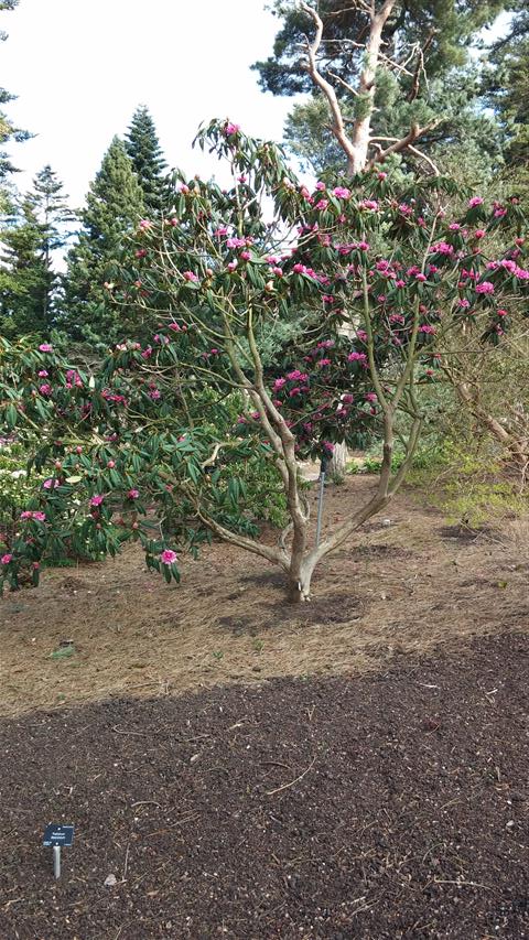 Rhododendron anthospaerum plantplacesimage020140323_114850.jpg